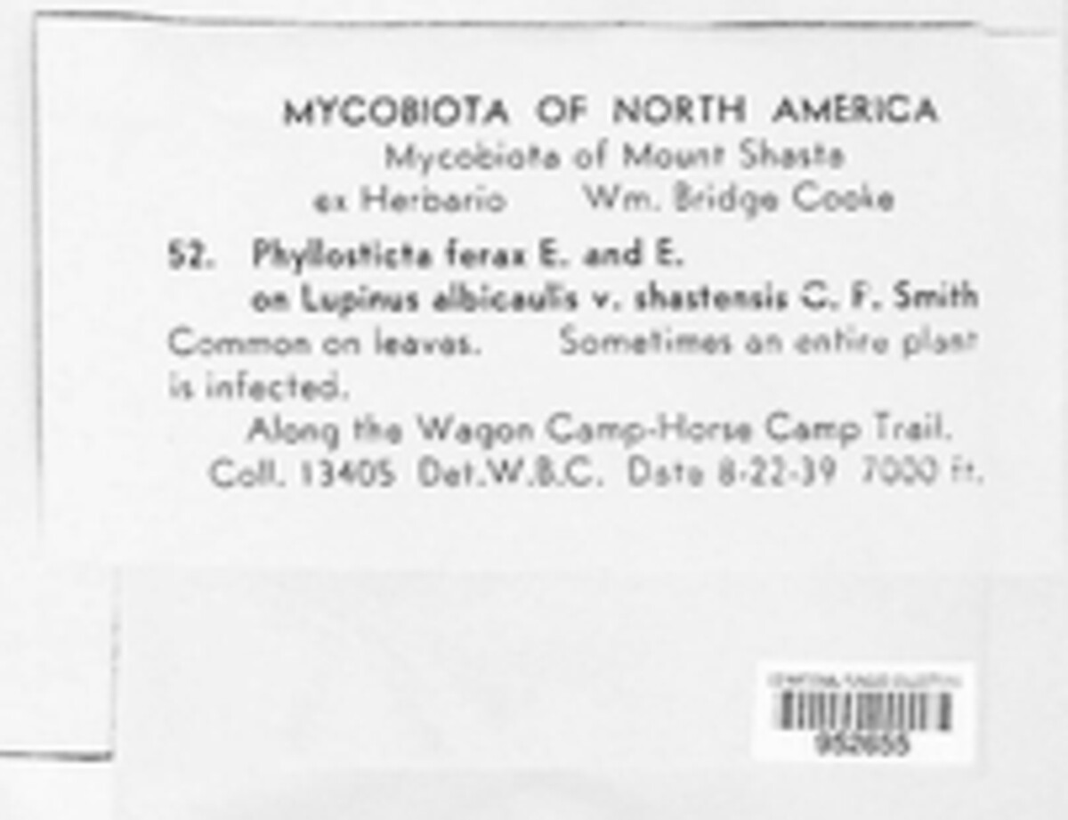 Phyllosticta ferax image